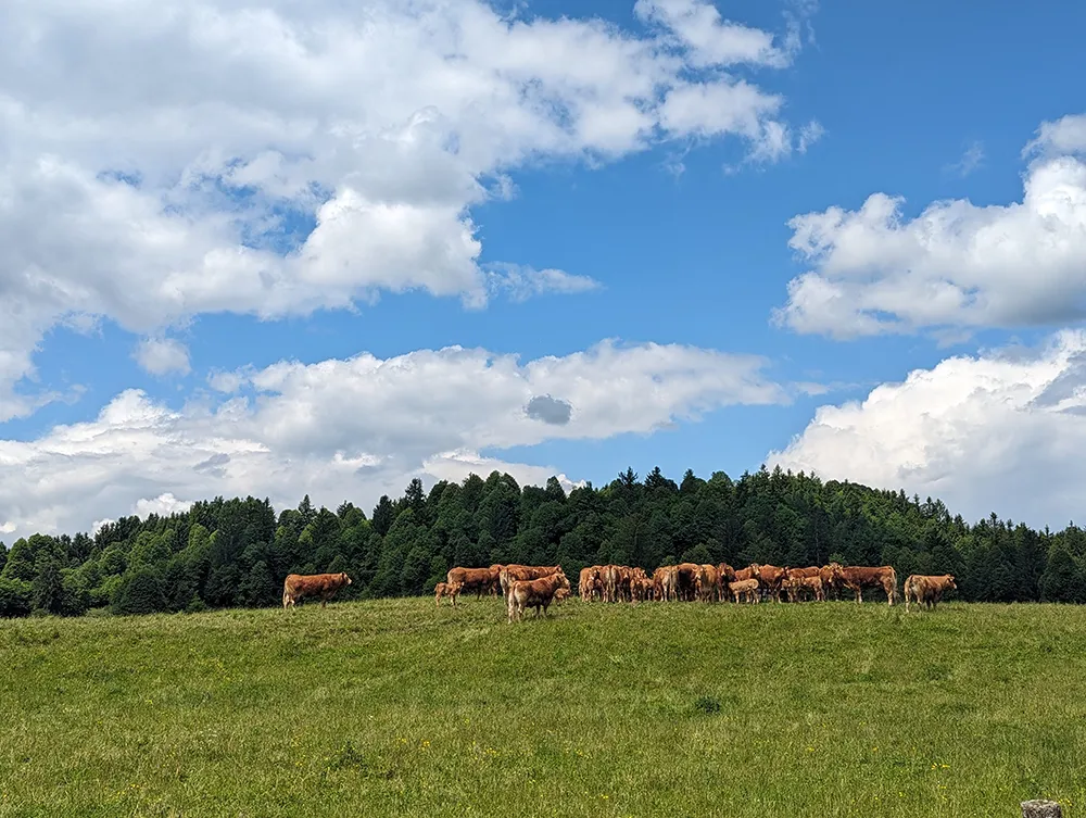 Group of cattle in a field with woodland in the background.