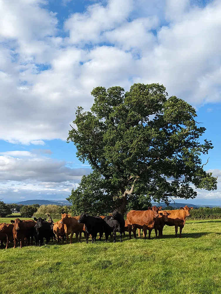 A collection of cows in a field under a tree with blue sky and light clouds